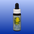 Flower Essence Services Yellow Star Tulip 1oz