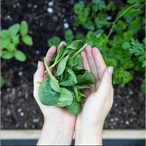 Amazing Grass Green Superfood Chocolate 28 oz 100 Servings