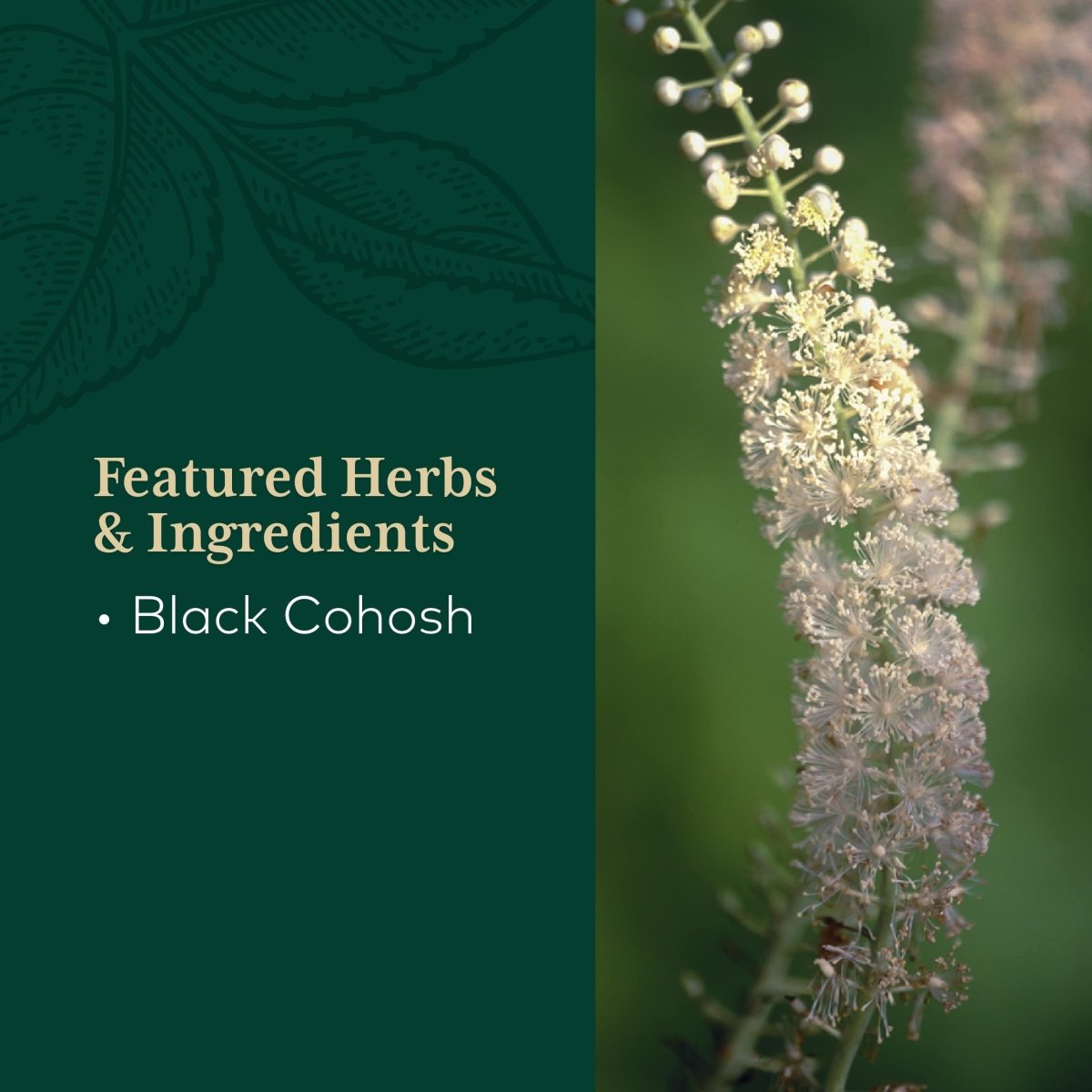 Gaia PRO Black Cohosh - Herbal Supplements for Menopause Support - Supports Hormone Balance for Women - with Organic Black Cohosh - 60 Vegan Liquid Phyto-Capsules (60 Servings)
