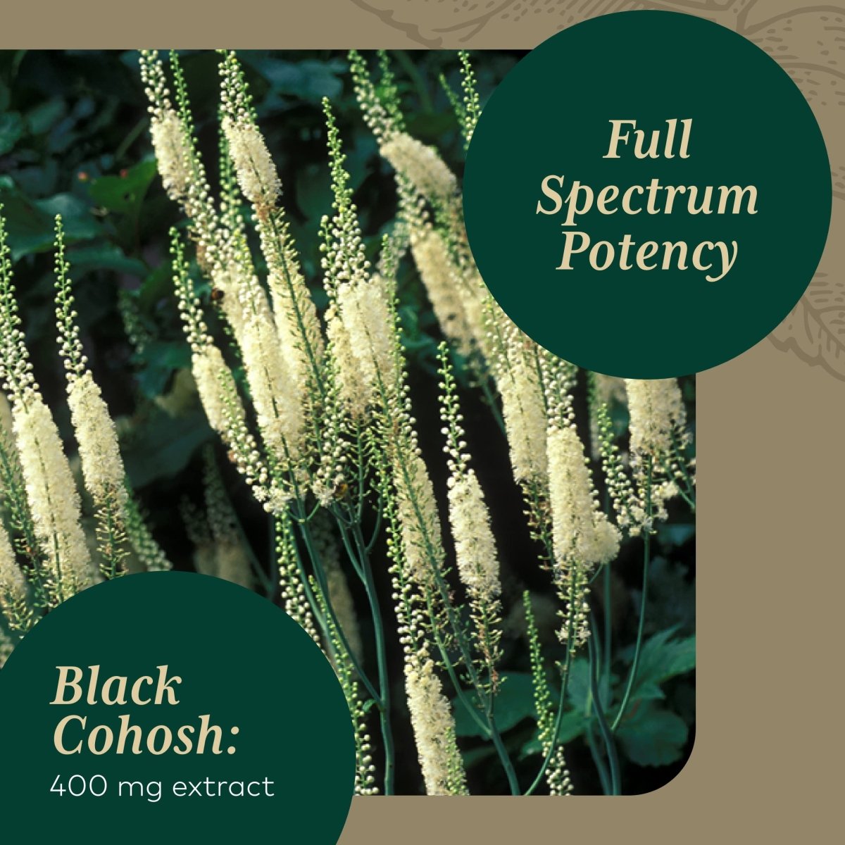 Gaia PRO Black Cohosh - Herbal Supplements for Menopause Support - Supports Hormone Balance for Women - with Organic Black Cohosh - 60 Vegan Liquid Phyto-Capsules (60 Servings)