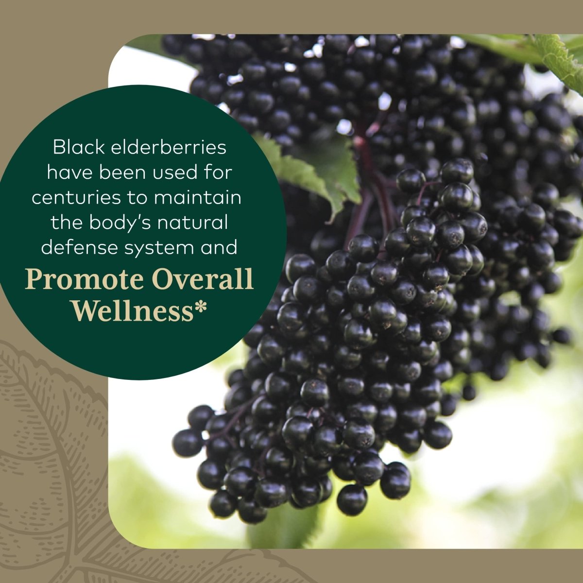 Gaia PRO Black Elderberry PRO 120 cap