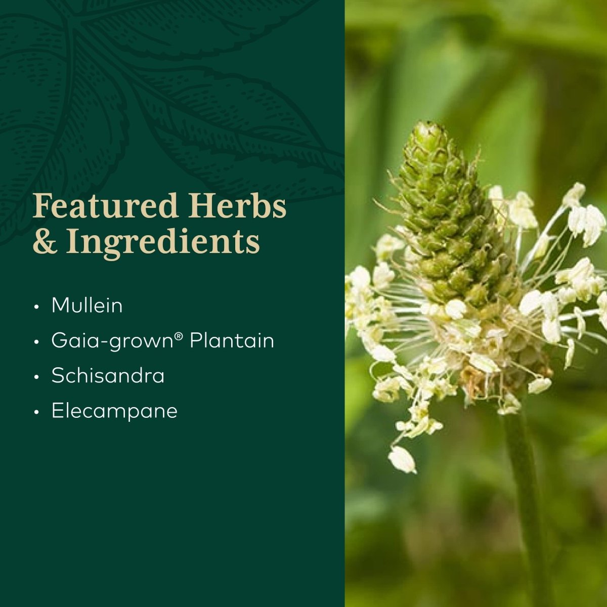 Gaia PRO Daily Lung Formula
