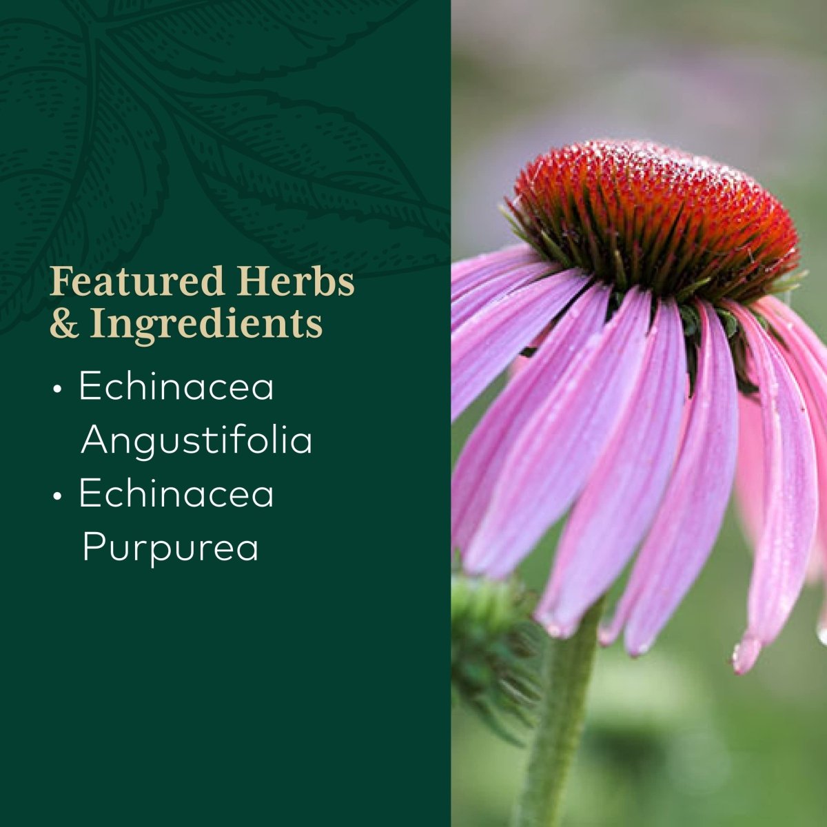 Gaia PRO Echinacea Blend - Immune Support Supplement - with Organic Echinacea Angustifolia & Echinacea Purpurea - 60 Vegan Liquid Phyto-Capsules (30 Servings)