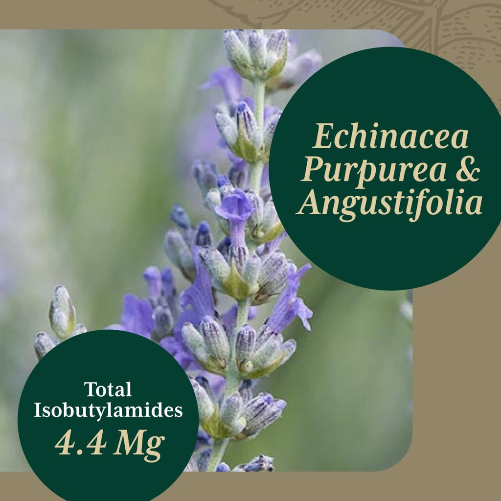 Gaia PRO Echinacea Blend - Immune Support Supplement - with Organic Echinacea Angustifolia & Echinacea Purpurea - 60 Vegan Liquid Phyto-Capsules (30 Servings)