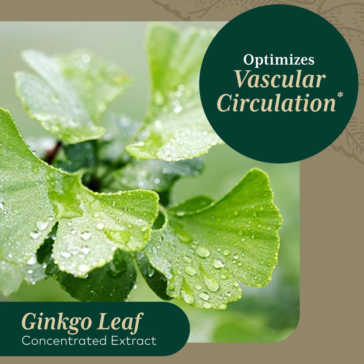 Gaia PRO Ginkgo - Blood Circulation & Brain Supplement - Cognitive Supplement for Brain - with Organic Ginkgo Leaf & Ginkgo Leaf Extract - 60 Vegan Liquid Phyto-Capsules (30 Servings)