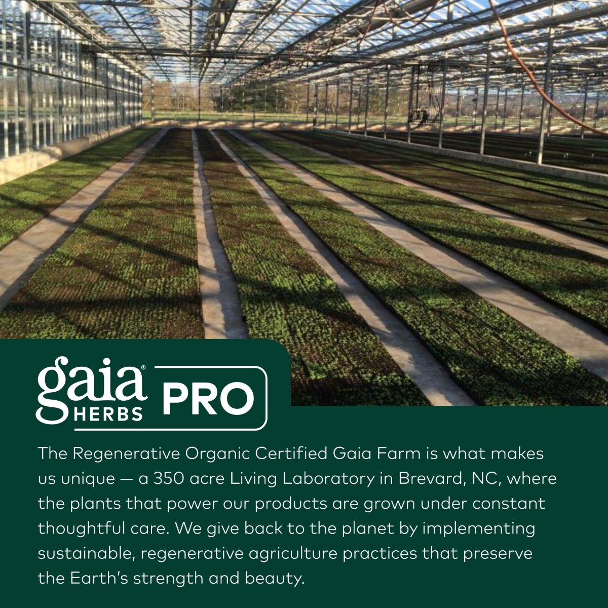 Gaia PRO Olive Leaf 1360