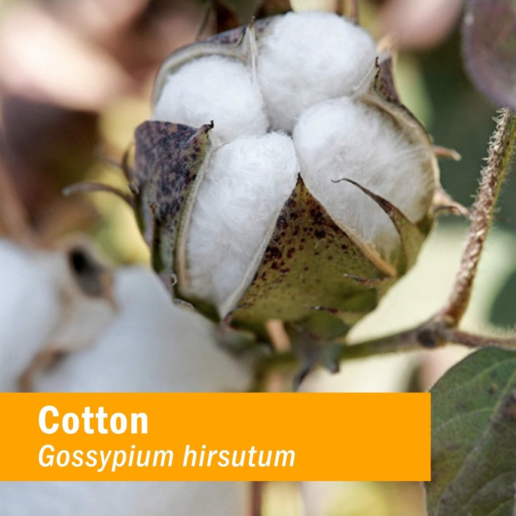 Herb Pharm Cotton Root 1oz