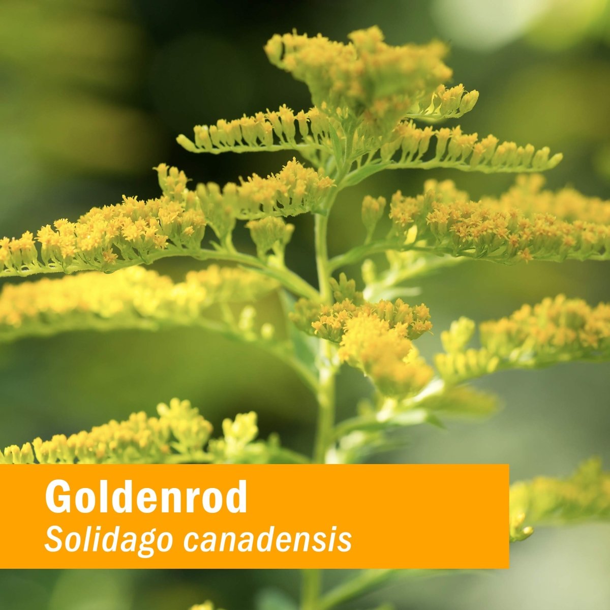 Herb Pharm Goldenrod 4oz