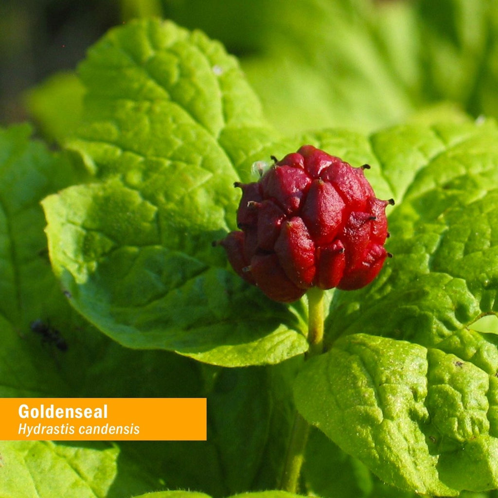 Herb Pharm Goldenseal Extract Alcohol Free 1oz