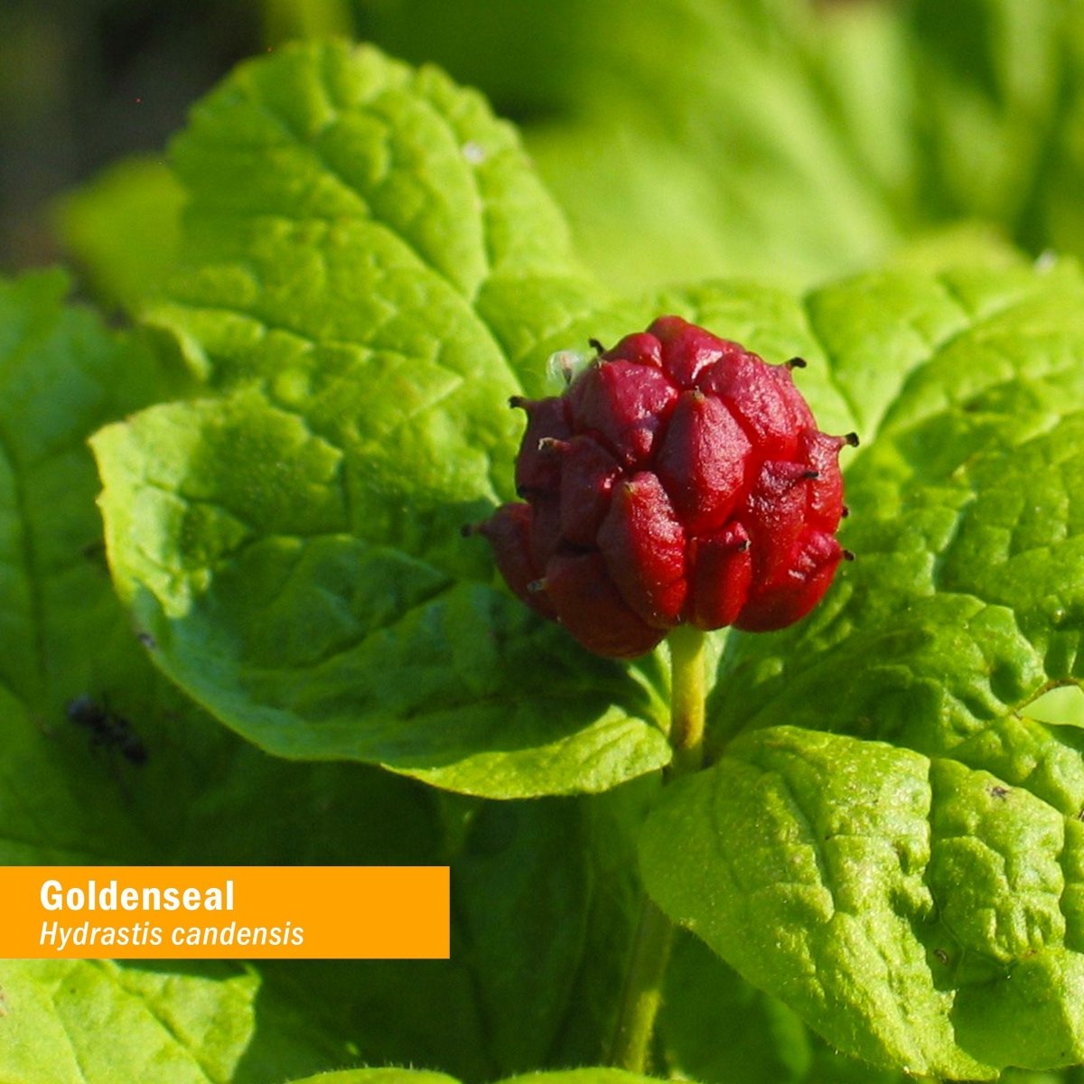 Herb Pharm Goldenseal Extract Alcohol Free 1oz
