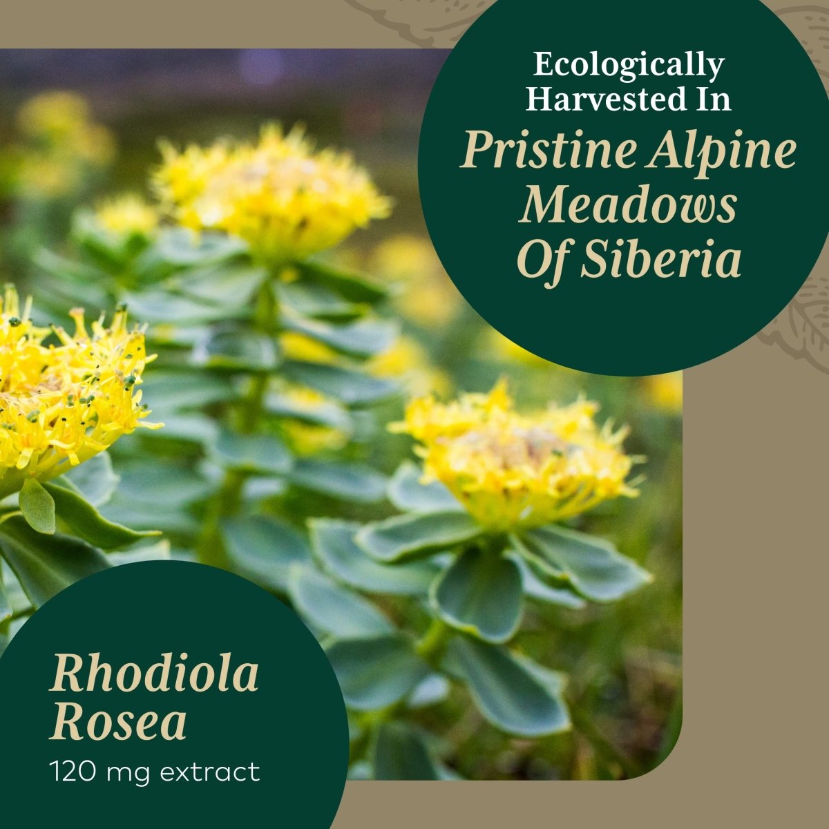 Gaia PRO Rhodiola - Your Key to Adaptogen Stress Support & Relief 60 Capsules