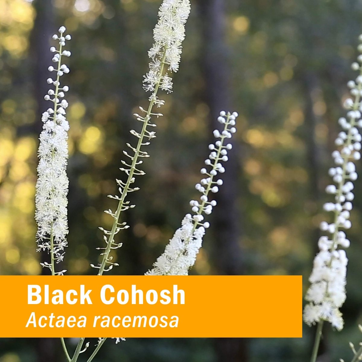 herb-pharm-black-cohosh-4oz090700001100-6200898