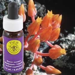 Flower Essence Services Canyon Dudleya Dropper 1 Ounce