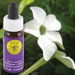 Flower Essence Services Nicotiana Dropper 0.25 Ounce - FS0161