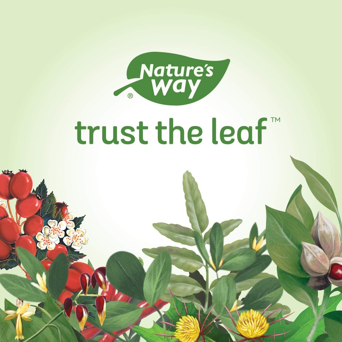 natures-way-premium-herbal-ginger-root-1100-mg-per-serving-100-vcaps033674131008-8412447
