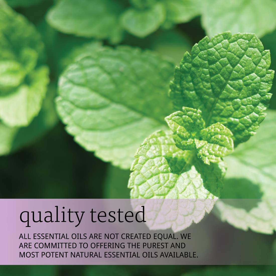 now-spearmint-oil-1-ounce733739076205-5701131